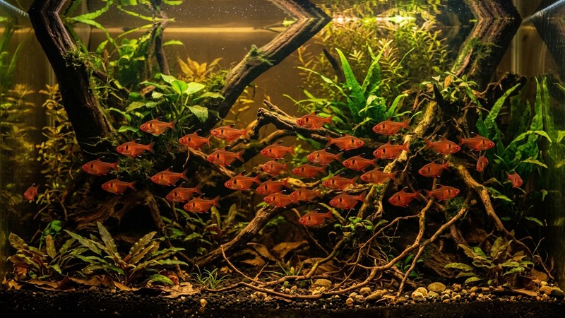 un cardumen de tetras serpae rojos nadando en un acuario plantado con troncos y raíces sumergidas y agua de tono té amazónico