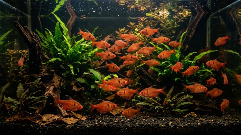 un grupo grande de tetras serpae rojos persiguiéndose entre ellos con energía en un acuario plantado de aguas oscuras