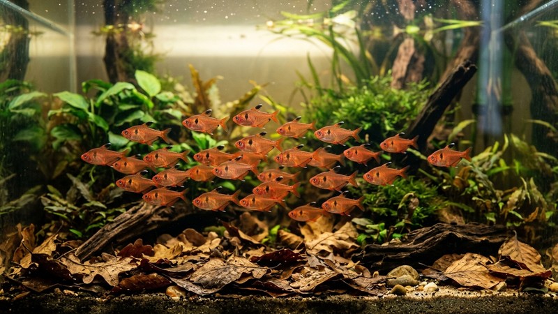 un cardumen de tetras serpae rojos nadando tranquilos en un acuario de agua serena con hojas secas en el fondo