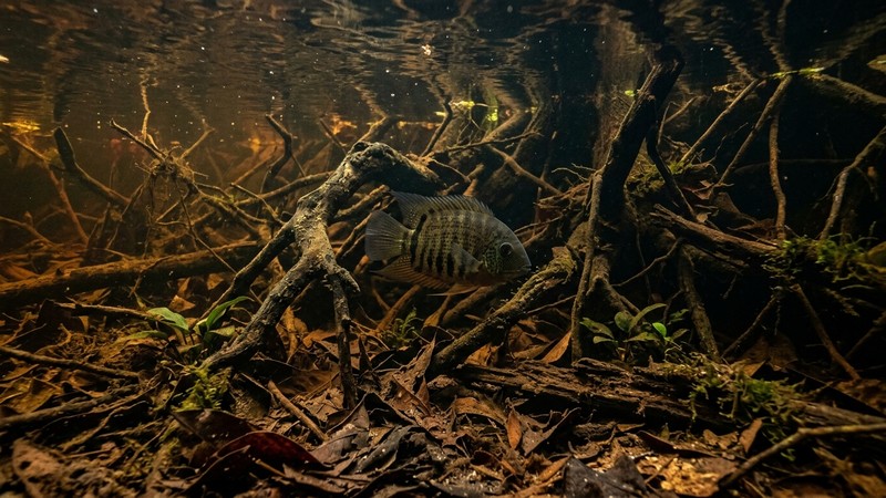un biotopo amazónico de agua oscura tipo té ámbar, con hojas secas en el fondo, raíces sumergidas y un severum nadando entre las sombras