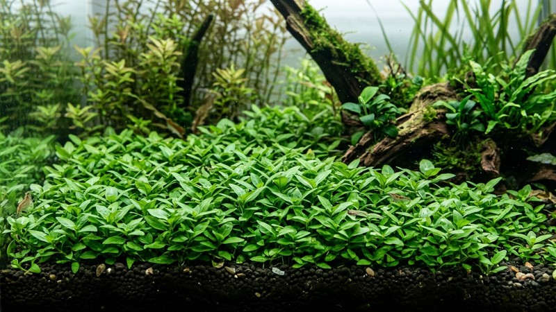 una pradera densa y baja de Staurogyne repens cubriendo el suelo de un acuario plantado bajo una luz media y suave