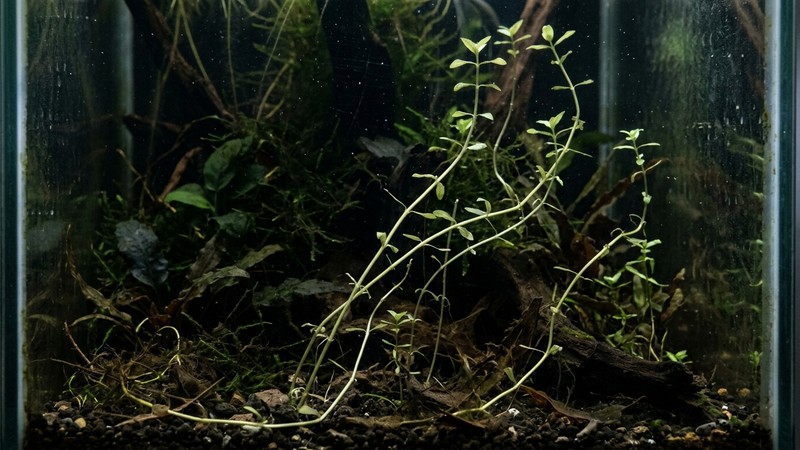 unos tallos alargados y estirados de Staurogyne repens que han crecido hacia arriba buscando la luz en un rincón sombreado de un acuario