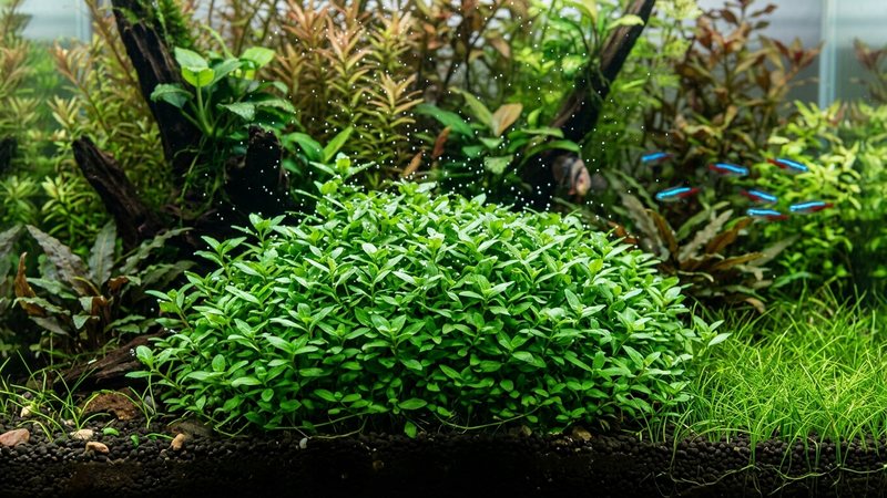 una mata frondosa de Staurogyne repens muy verde y compacta en un acuario plantado maduro con burbujas finas de oxígeno en el agua