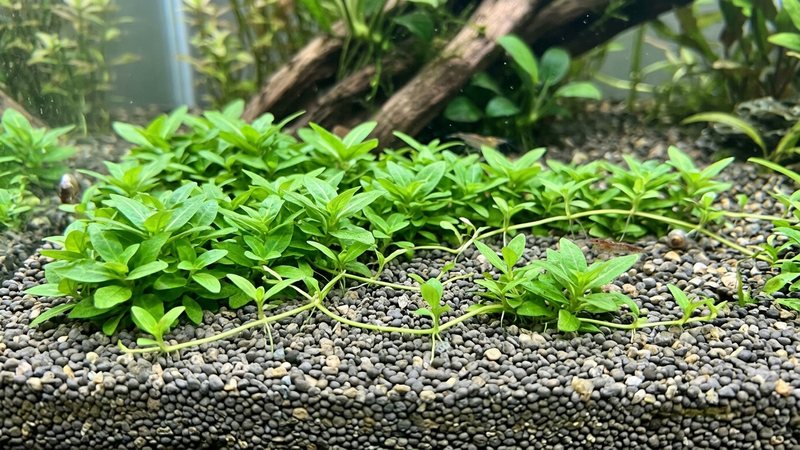 tallos laterales rastreros de Staurogyne repens reptando sobre el fondo de grava fina de un acuario y rellenando los huecos