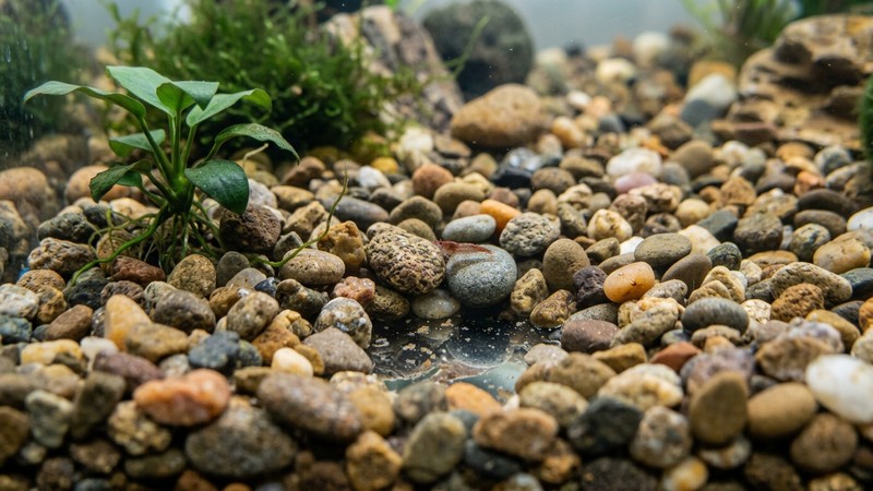 un fondo de grava redondeada y limpia dentro de un acuario, con los granos brillando bajo el agua clara y sin restos de suciedad entre las piedras