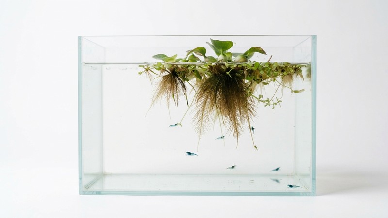 un acuario pequeño de cría con el fondo desnudo de vidrio limpio, sin sustrato, con agua transparente y una planta flotante para dar refugio