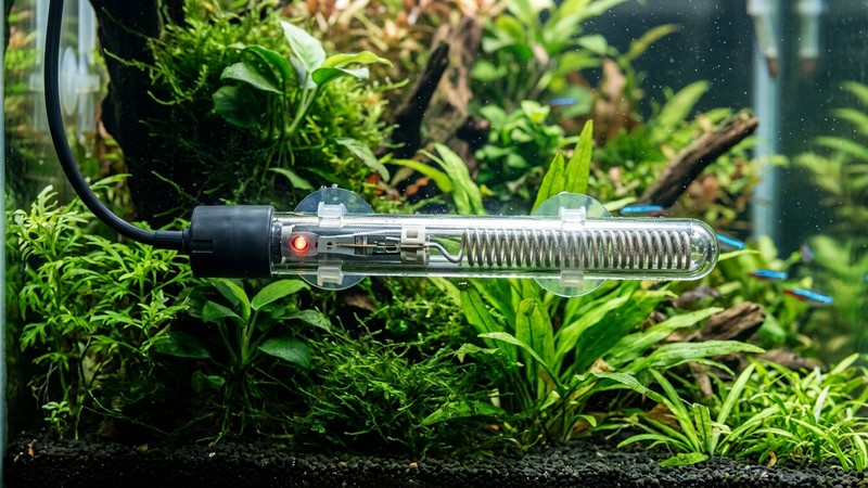 un primer plano de un termostato calentador sumergible dentro del agua de un acuario, con su carcasa transparente y la resistencia visible entre plantas acuáticas