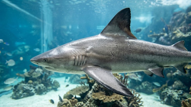 detalle de las aletas de un tiburón bala, plateado brillante con una franja negra perfectamente definida en el borde de cada aleta, dentro de un acuario limpio con agua cristalina