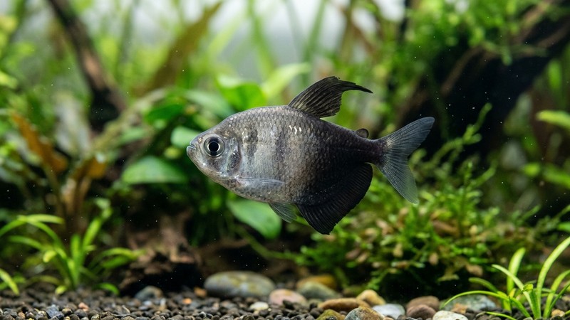un único tetra monjita adulto en primer plano dentro de un acuario limpio, mostrando su cuerpo alto y comprimido lateralmente, ojos grandes y boca pequeña, con la mitad delantera gris y la trasera negra, plantas suaves desenfocadas de fondo