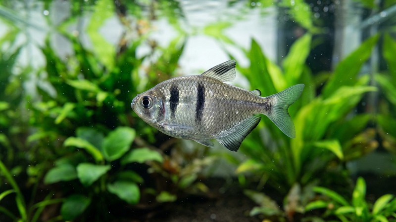 un primer plano lateral de un tetra monjita sano donde se aprecian con nitidez las dos barras negras verticales sobre el cuerpo gris plateado, con agua limpia y plantas verdes desenfocadas detrás