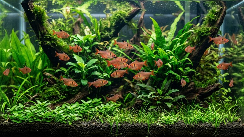 un grupo de tetras monjita persiguiéndose y jugando entre plantas verdes en la zona media de un acuario limpio, transmitiendo movimiento y actividad, con sustrato oscuro