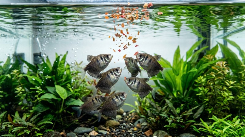 escamas de comida para peces cayendo sobre la superficie del agua de un acuario limpio mientras varios tetras monjita suben a alimentarse en la zona alta, agua cristalina y plantas al fondo