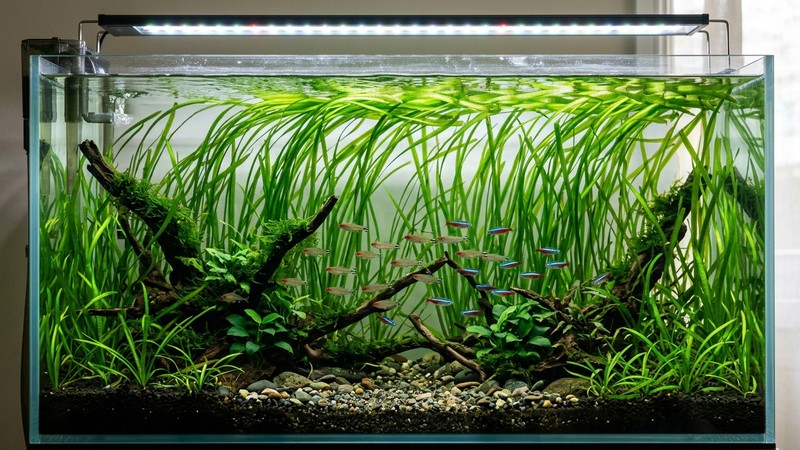 un acuario plantado con una densa cortina de vallisnerias, cintas verdes altas que suben desde el fondo hasta la superficie y ondean en agua cristalina