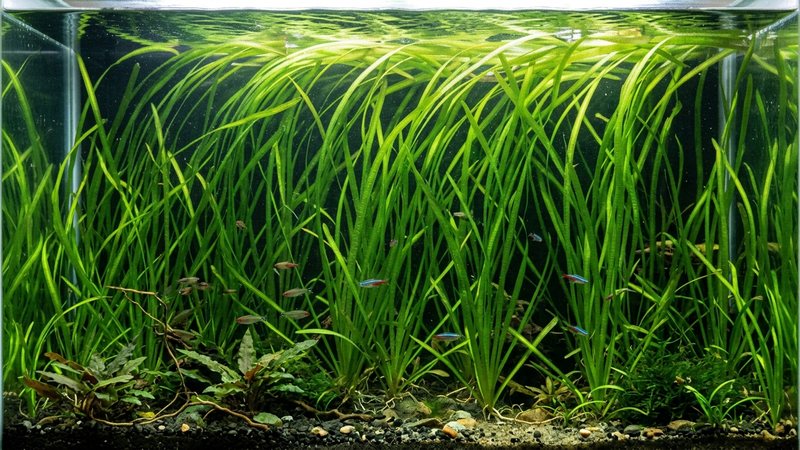 la parte trasera de un acuario cubierta por hojas de vallisneria en forma de cintas largas y estrechas que se mecen verticales hacia la luz en agua clara