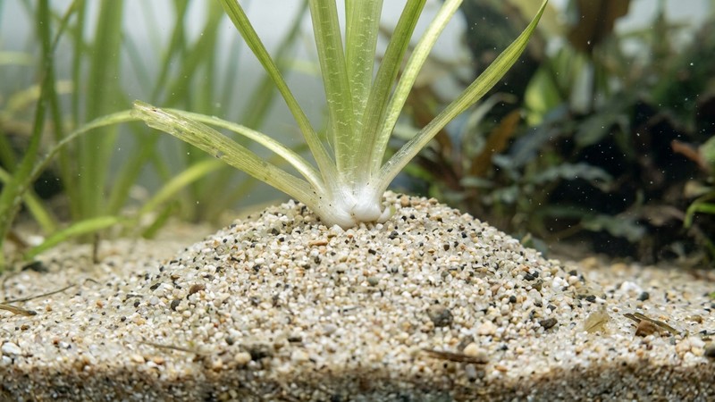 un primer plano de la base de una vallisneria mostrando la corona blanca de unión entre hoja y raíz asomando justo por encima del sustrato de arena clara