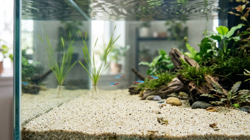 una vallisneria recién plantada en la zona trasera de un acuario, con sus raíces hundidas en la arena y las cintas verdes aún cortas en agua transparente