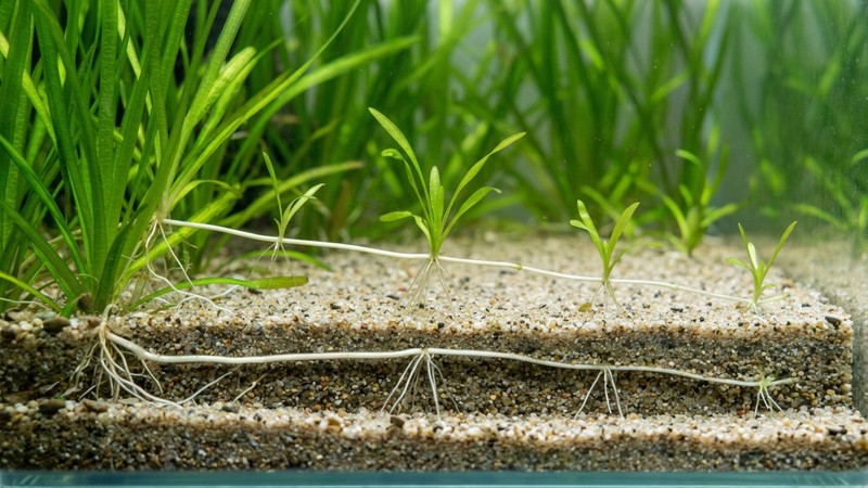 estolones de vallisneria, finos corredores horizontales bajo la arena de los que brotan pequeñas plantas hijas con sus hojas verdes, en un acuario limpio