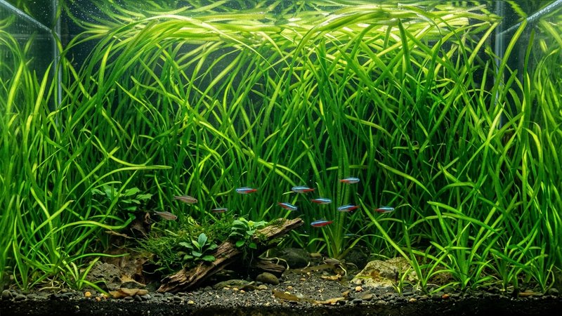 un fondo de acuario totalmente colonizado por vallisnerias jóvenes que llenan la parte trasera formando una maraña verde frondosa en agua clara