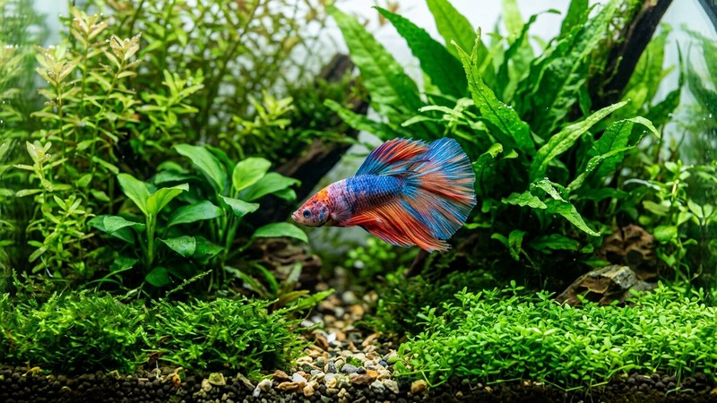 un pez de colores nadando activo y alerta entre plantas verdes en un acuario cristalino