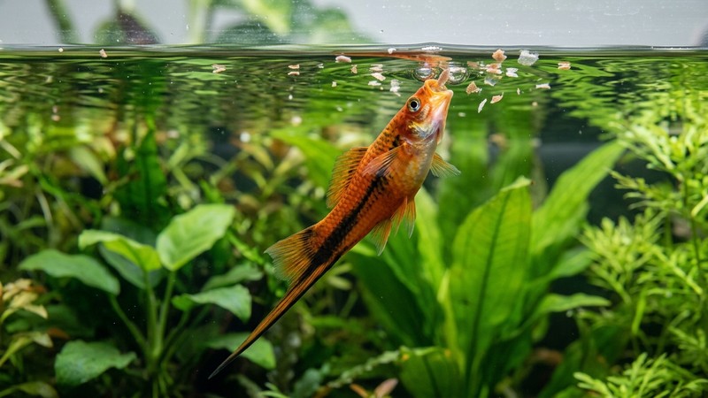 un pez cola de espada alimentándose de escamas que flotan en la superficie del agua de un acuario, con la boca orientada hacia arriba y plantas verdes al fondo